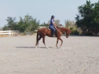 Online horse shows - Hello 2020