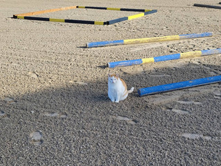 Ground pole grid