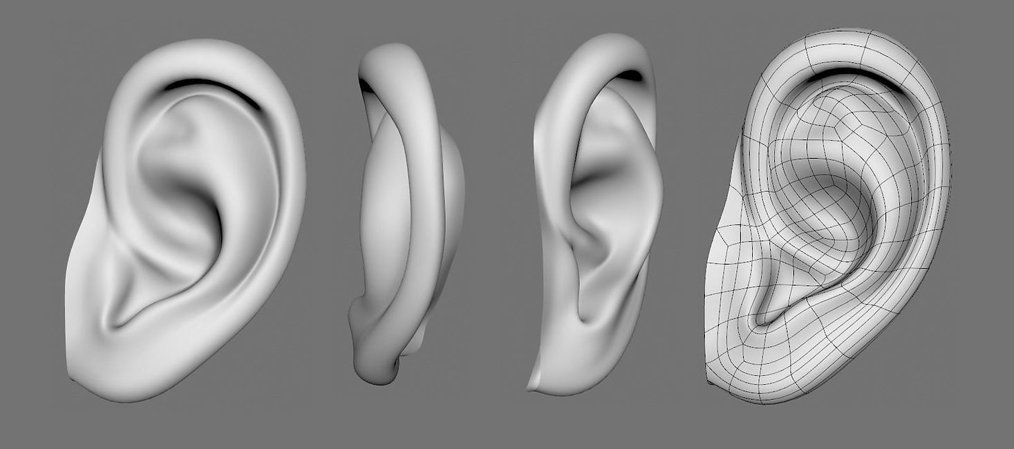 ear-02-3d-model-obj-fbx-ma-stl_edited.jp