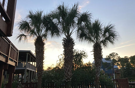 Palm Trees_edited.jpg