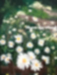 DAISIES