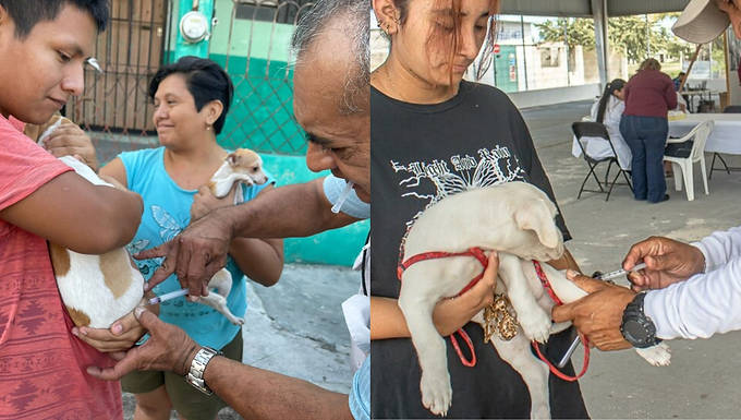 Campeche refuerza la prevención: vacunación antirrábica gratuita para perros y gatos este 6 de febrero