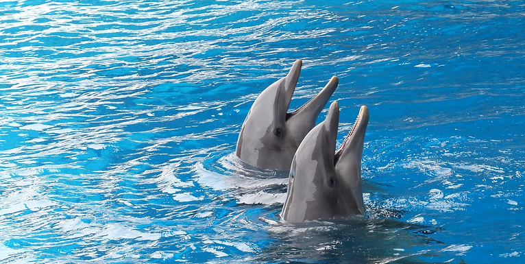 Diálogo y transición ambiental: Quintana Roo redefine el futuro de los delfinarios