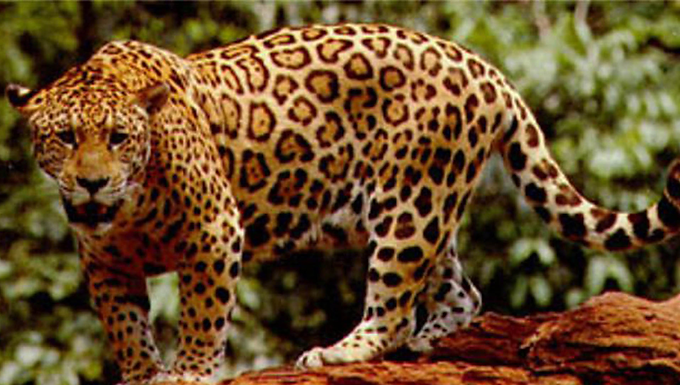 Aumenta la población de jaguar en Campeche: crece 10% y refuerza la esperanza ambiental