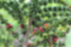 I few ripe coffee berries.JPG
