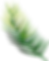 Green Palm Leaf