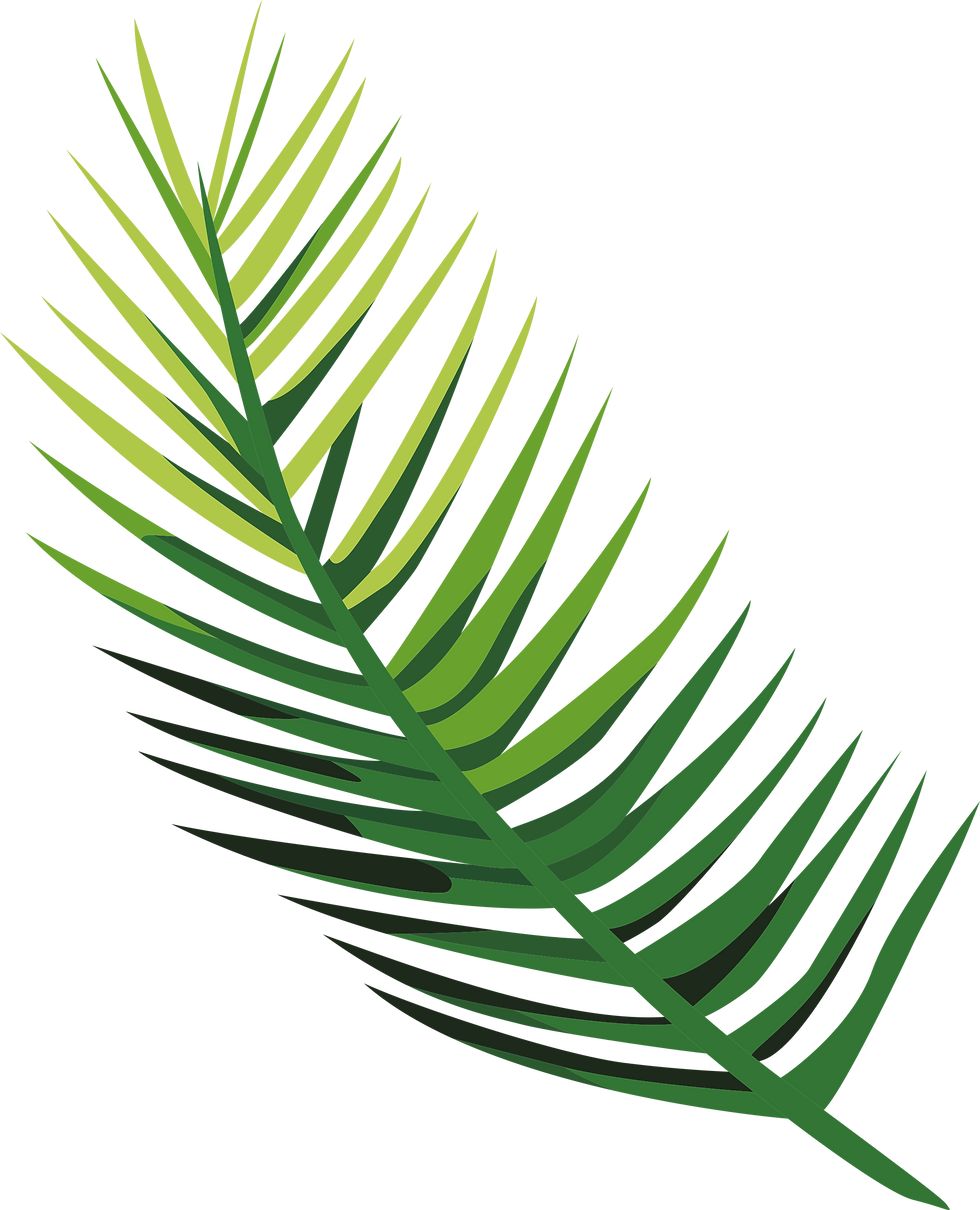 Green Palm Leaf