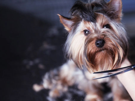 How to Save Money and Groom your Dog at Home
