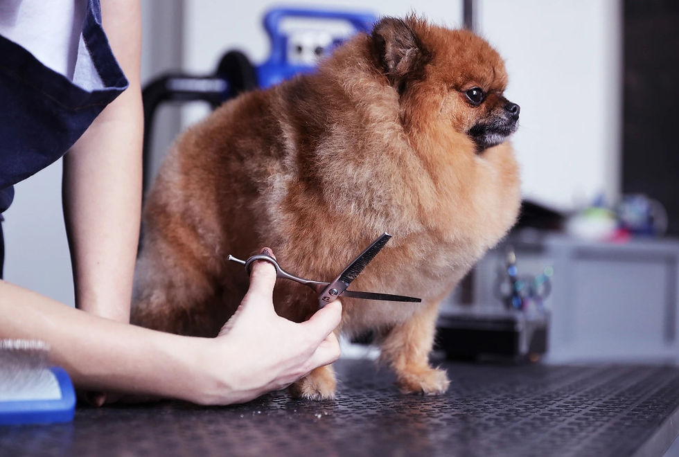 Easy Ways to Beat Pet Allergies | bARK Greensboro Pet Sitting