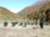 l'automne et les chevaux