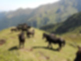 troupeau soudé en estive d'été