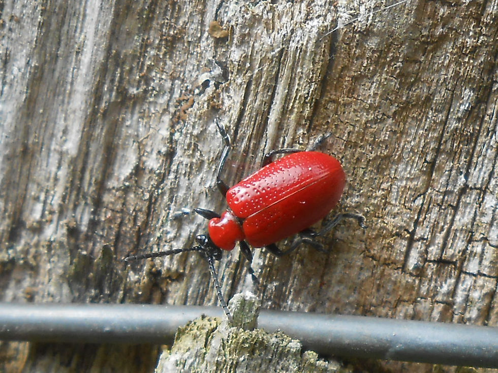 Chrysomèle