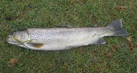 truite fario.JPG
