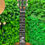 サムネイル： Kamehameha Ukulele KT-1 HAWAIIAN KOA TENOR Hawaii Made #5