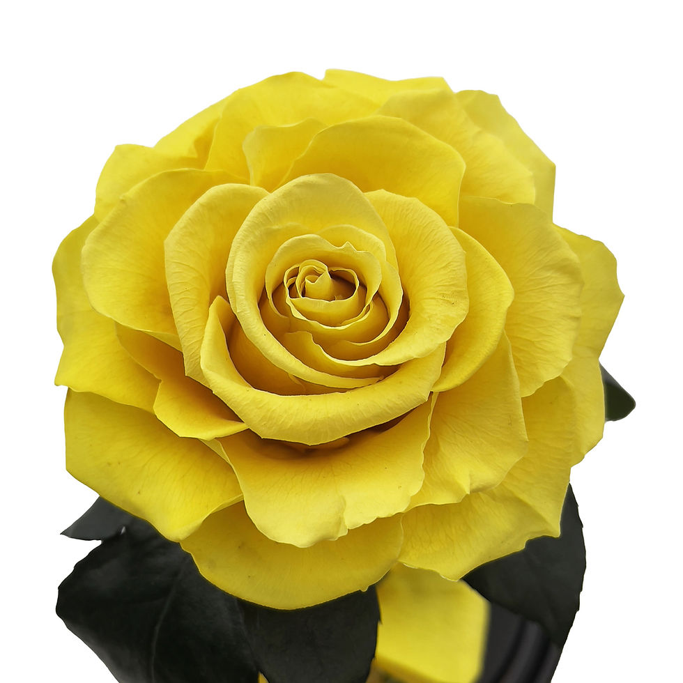 Sīktēls: Dzeltena roze kolbā