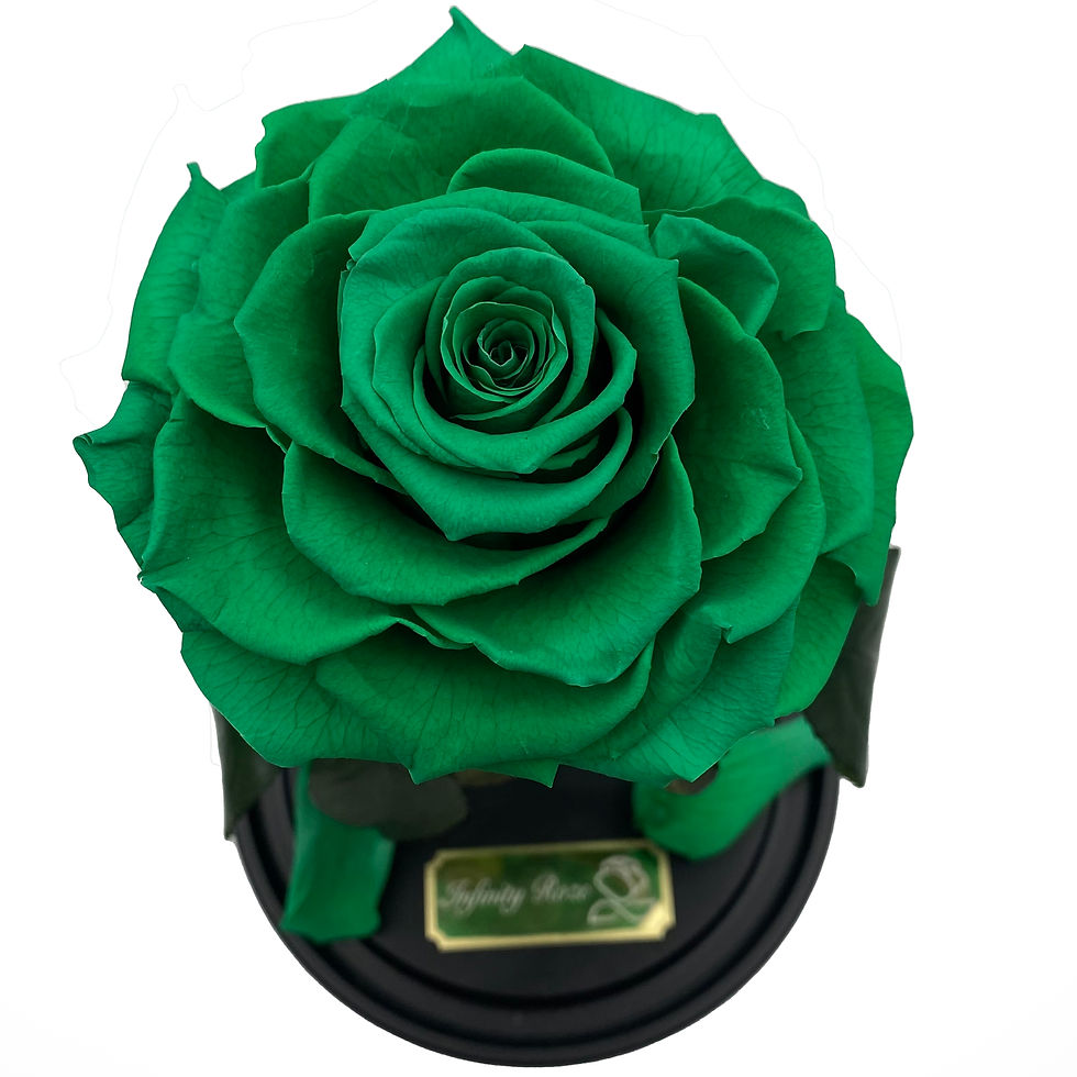 Miniatura: Zielona róża w kolbie