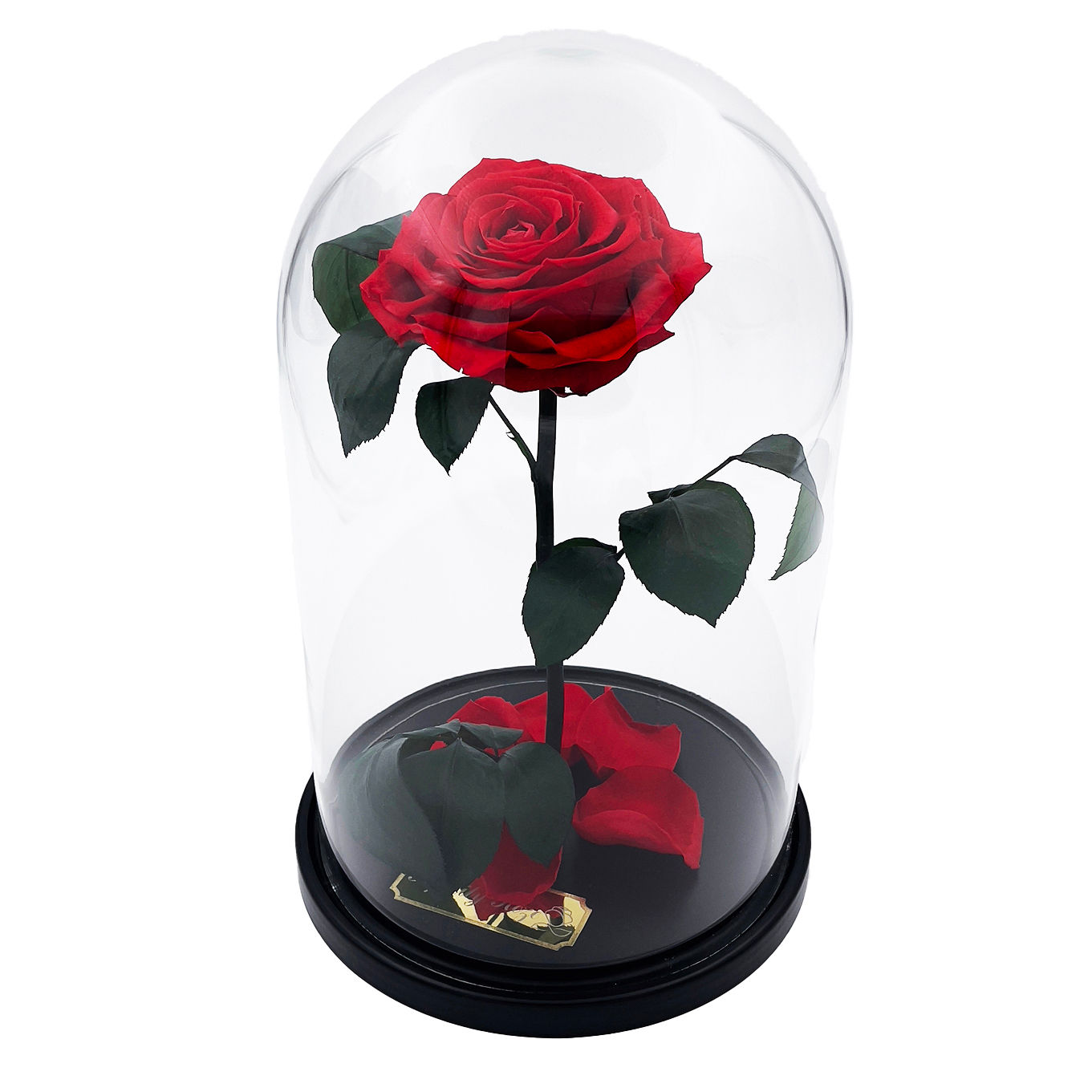Red rose in flask