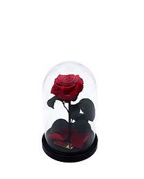 Red rose in flask
