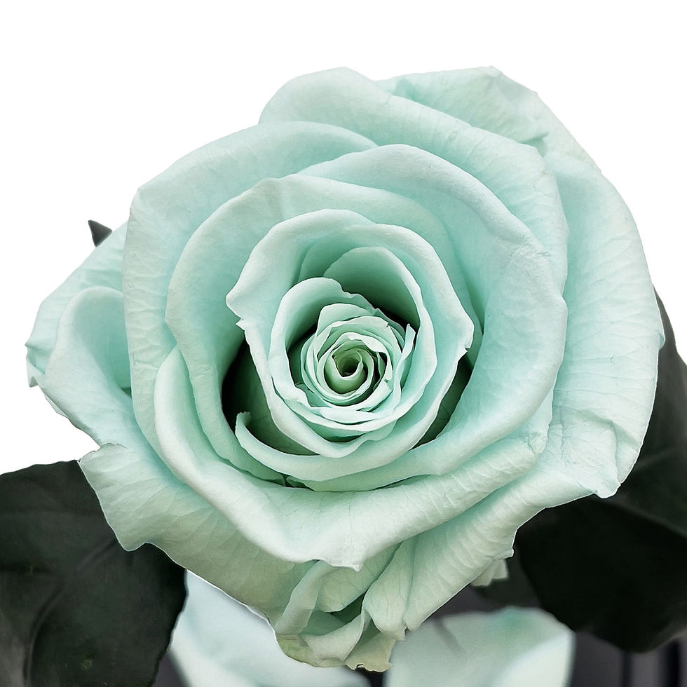 Миниатюра: Голубая роза в колбе