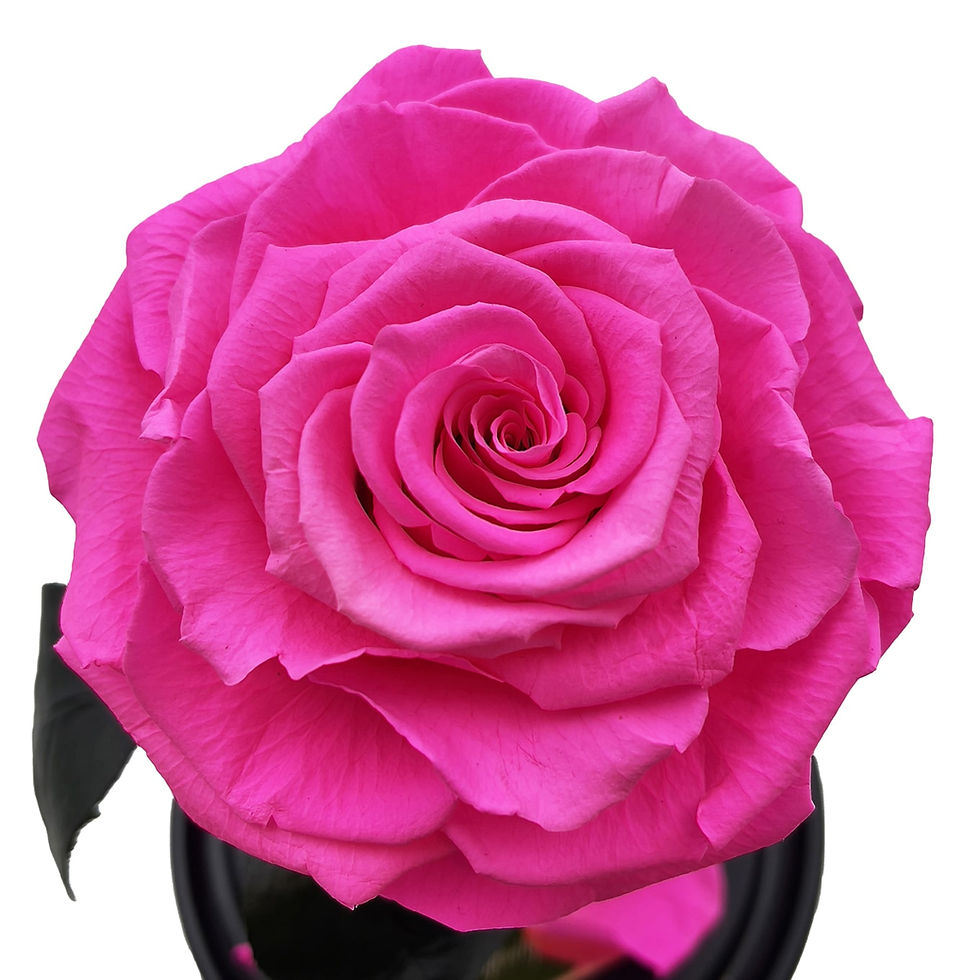 Thumbnail: Bright pink rose in flask