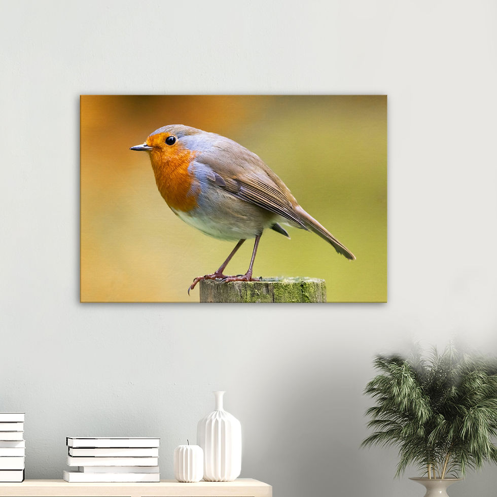 Thumbnail: W002 - Robin on tree stump Canvas on White wall