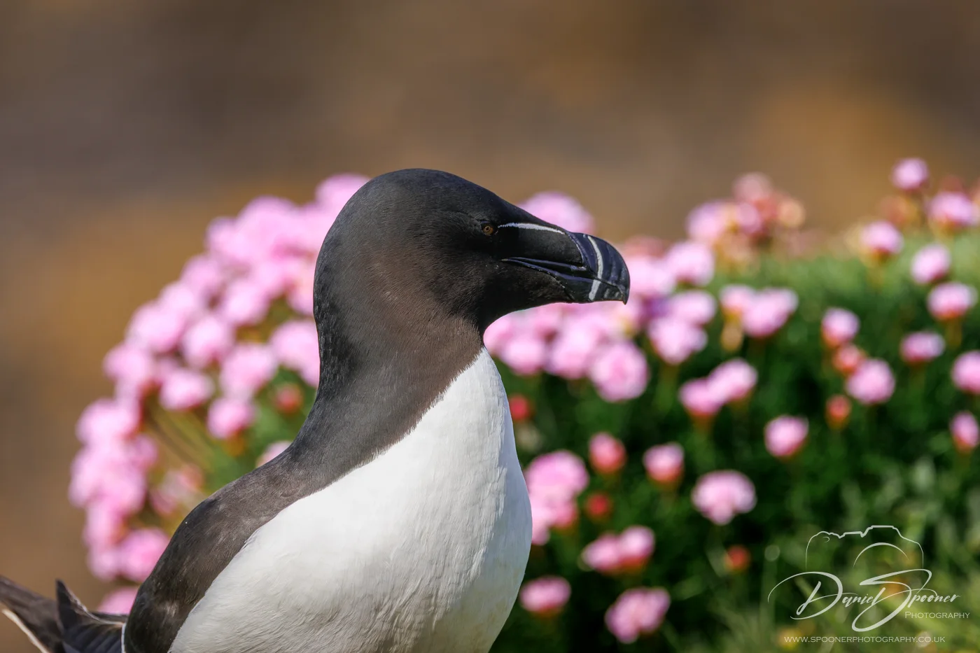 Razorbill on Lunga with Thrift flowers behind
