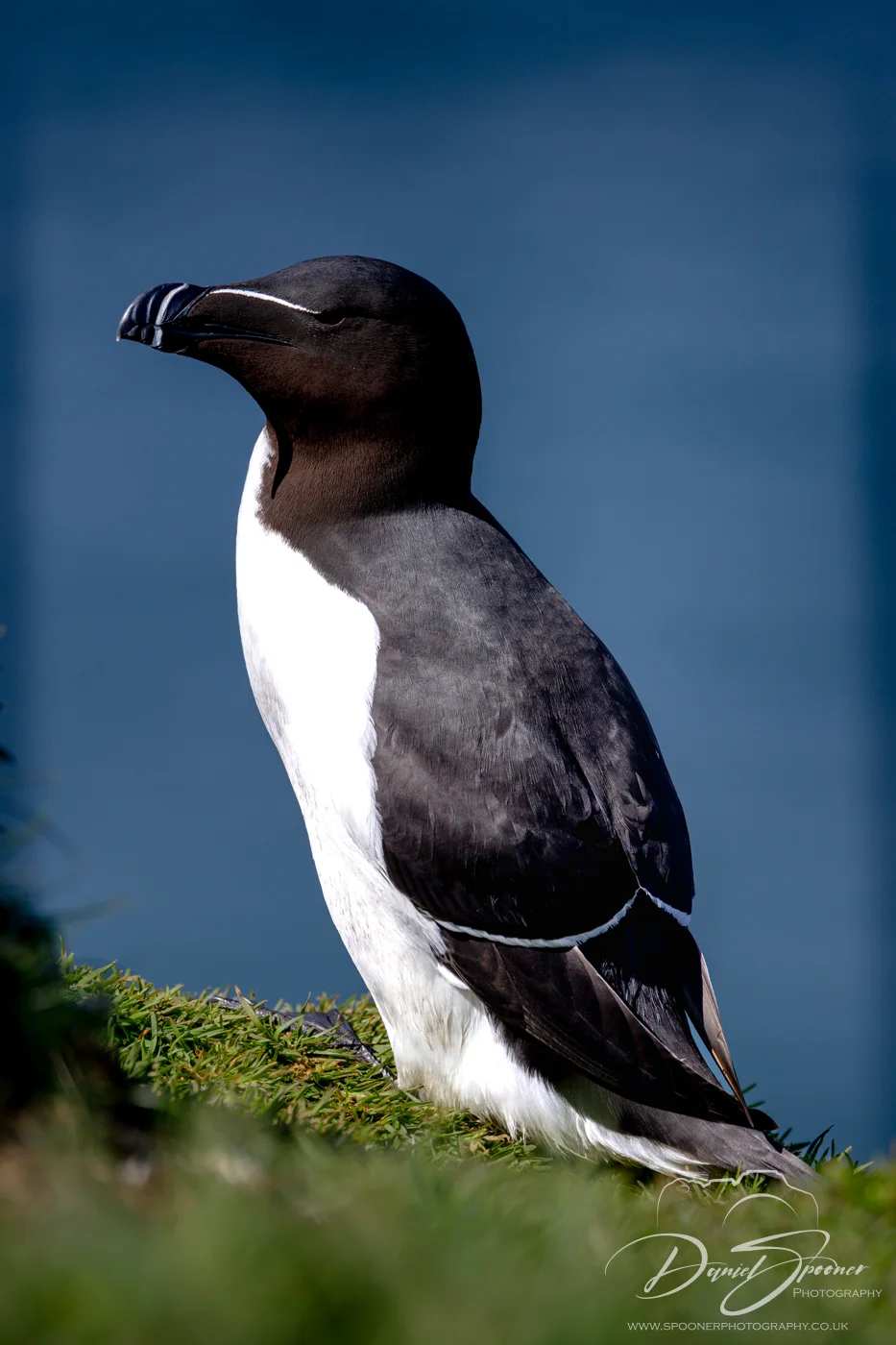 Razorbill on Lunga Blue background on grass