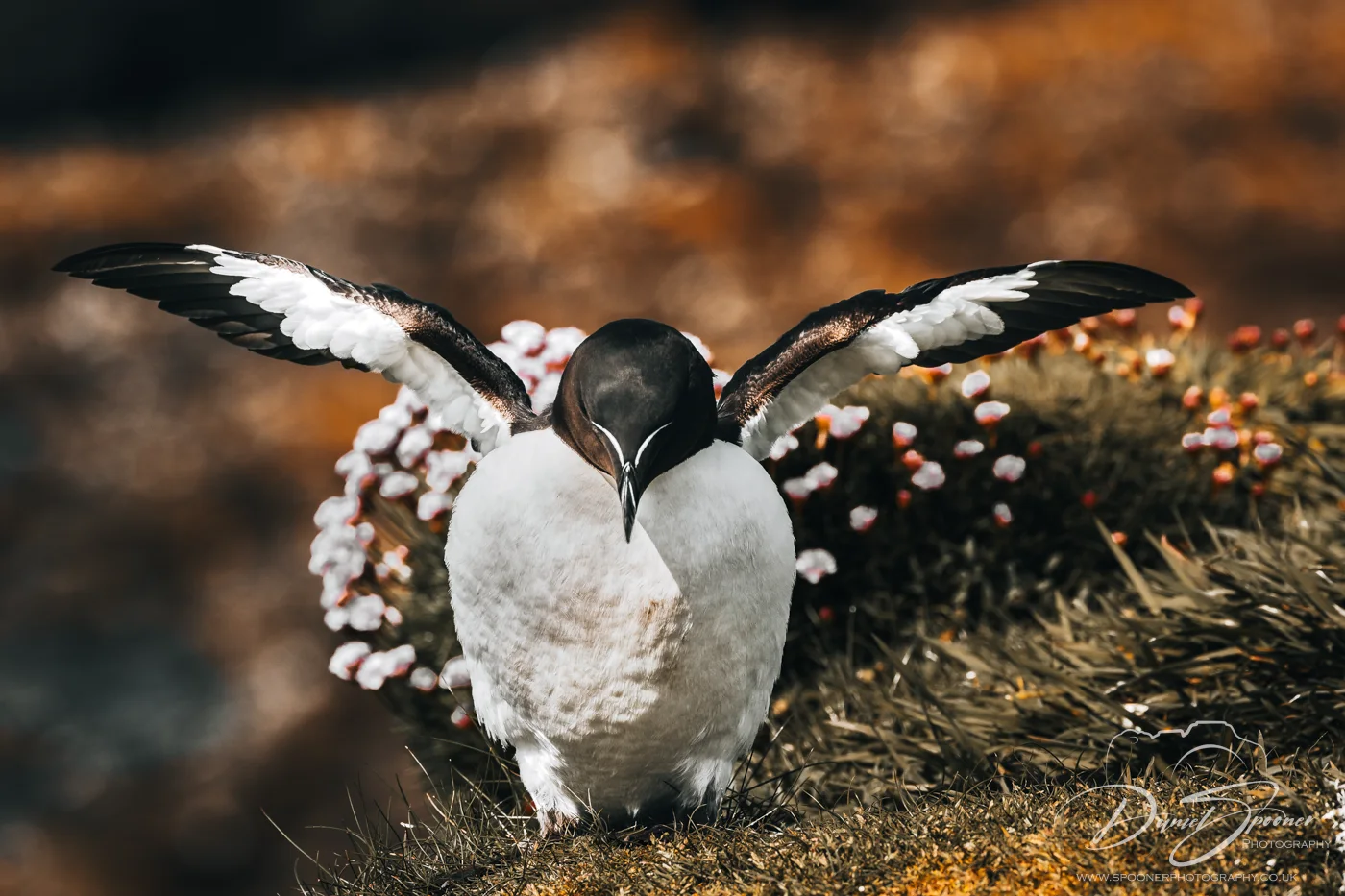 Razorbill stretches its wings wide atop a wildflower-speckled ledge on Lunga, ready to take flight on Lunga