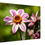 Thumbnail: M001 - Elegant petal dance