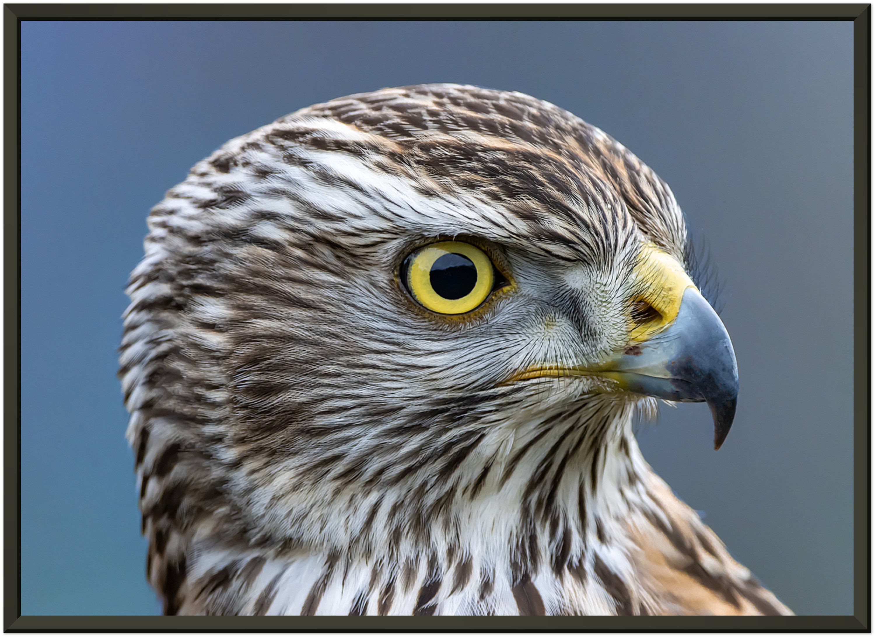 W009 - Majestic gaze