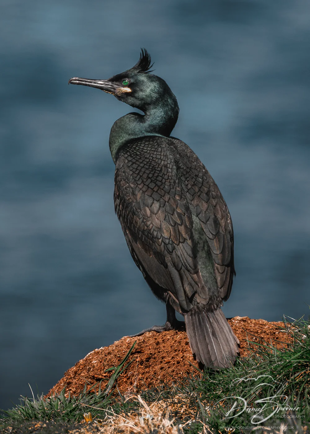 Shag positioned on rock ledge facing right, ocean behind — seabird profile in Scotland’s coastal scenery.