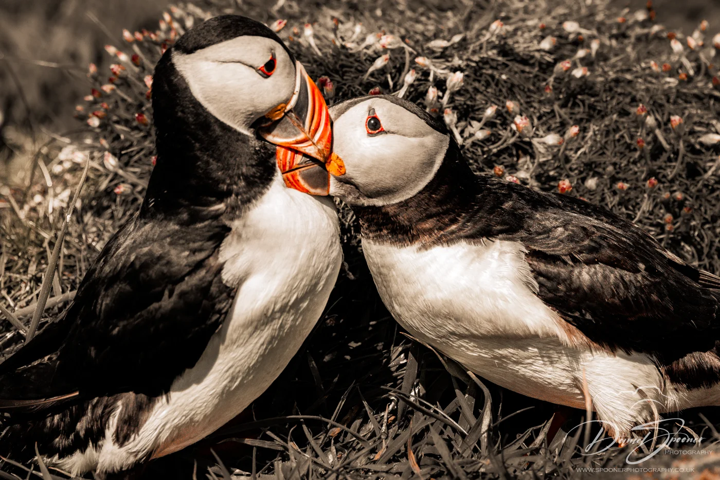 Puffins standing close on grassy terrain, warm lighting — Scottish wildlife portrait