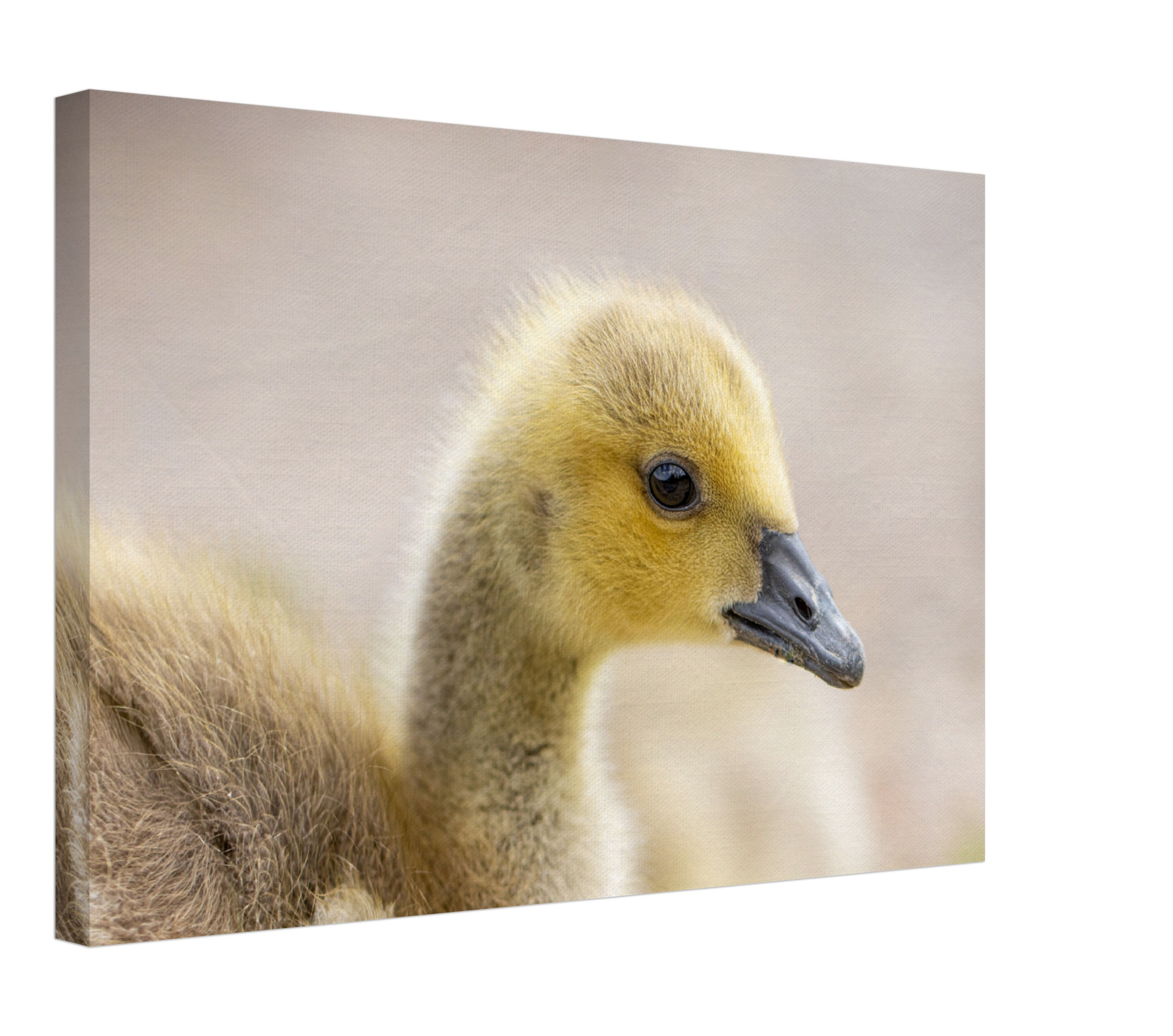 W007 - Duckling Thick Canvas
