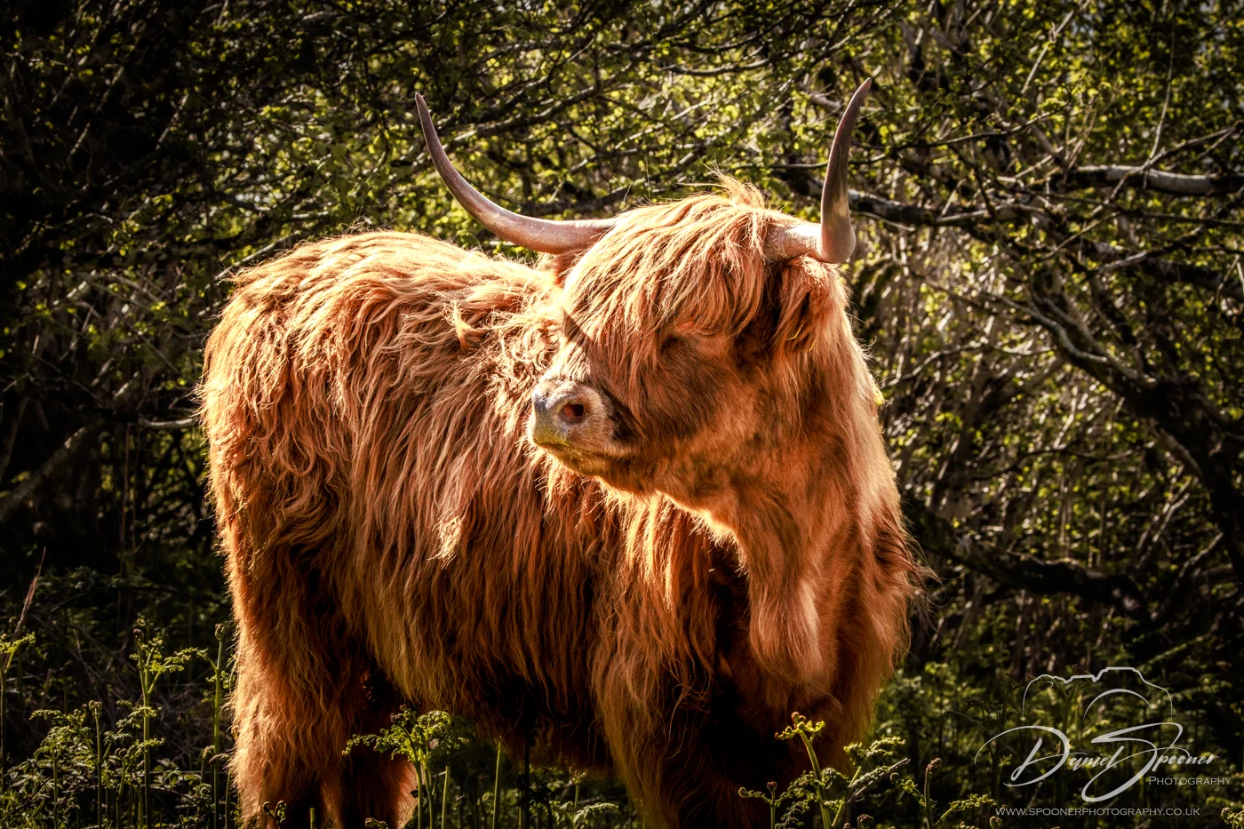 Highland coo full body portrait, focused light and vignette