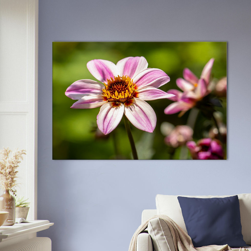 Thumbnail: M001 - Dahlia Flower Canvas on Blue wall