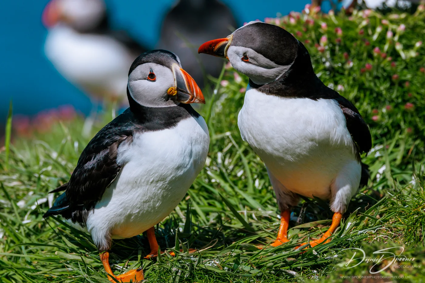 Puffins share cliffside connection one shaking head on Lunga