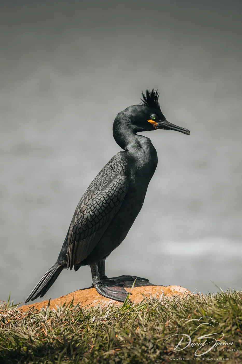 Shag standing on grassy coastal rock facing left — wildlife moment captured on Isle of Mull.
