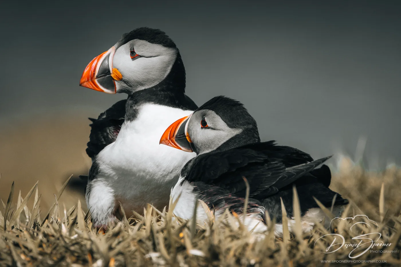 Puffins standing in tandem on grassy slope, mirrored pose in Isle of Mull bird photography.