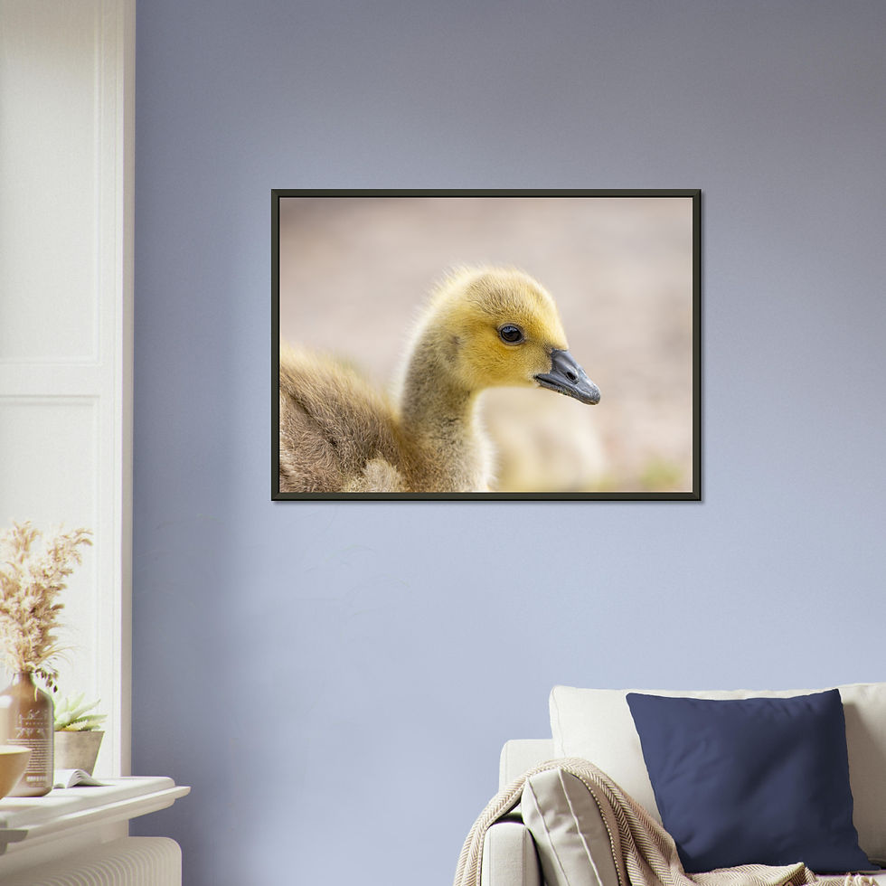 Thumbnail: W007 - Fluffy innocence