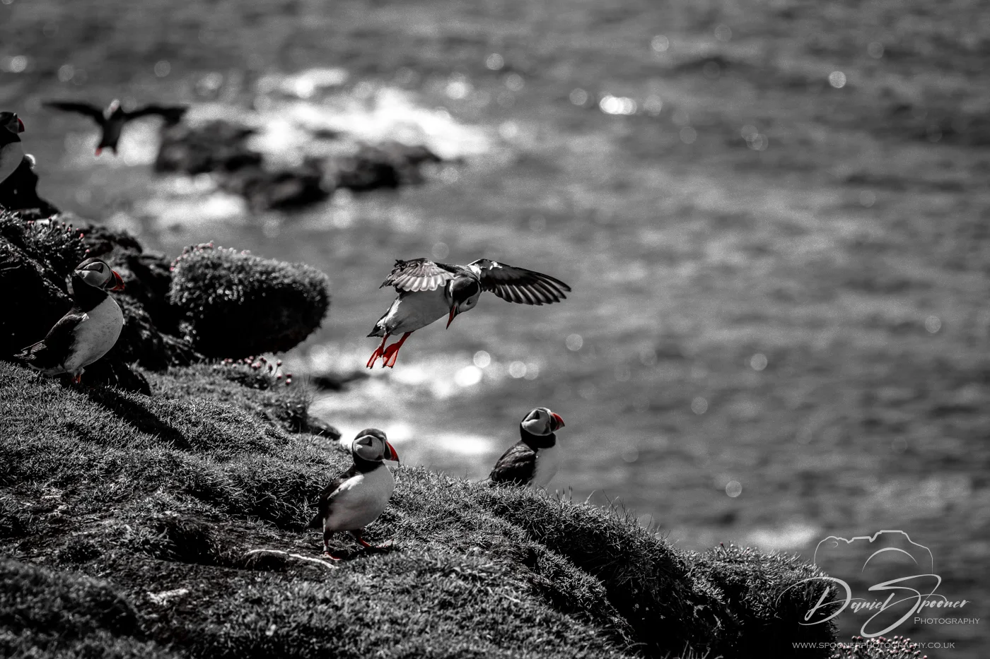 - Puffin flying low above coastal grassland — aerial seabird shot on Isle of Mull.  If you’d like them to align with a metadata template or JSON structure for your Python tool, I can format them too. Just say the word.