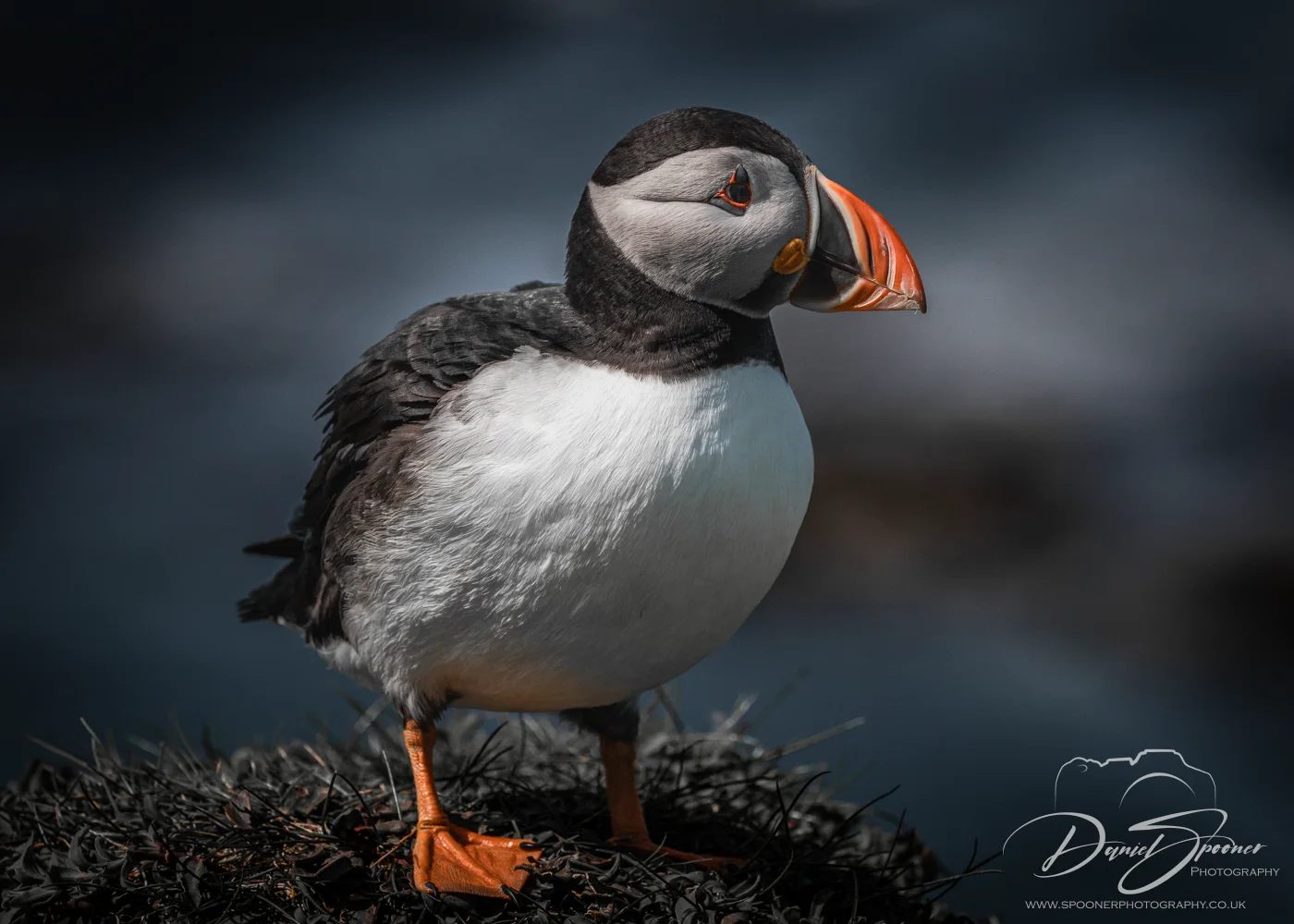 Close-up of puffin turning head, vivid orange beak and eye ring visible — Scottish seabird photography.