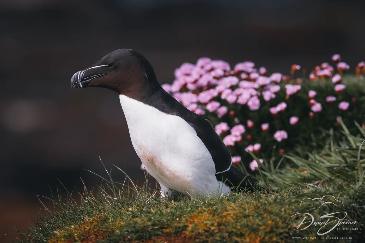 A Razorbill stands alert on a grassy ledge on Lunga Island, with pink Thrift flowers blooming in the background against rugged terrain. Want to add a poetic twist or something more scientific? I can tailor it depending on your audience or platform.