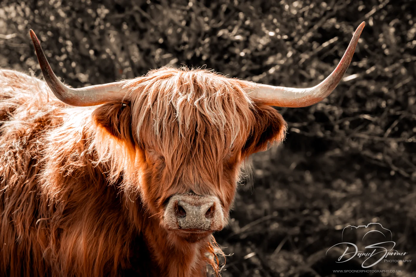 Rust coloured Highland Coo, front Portrait Horns in view