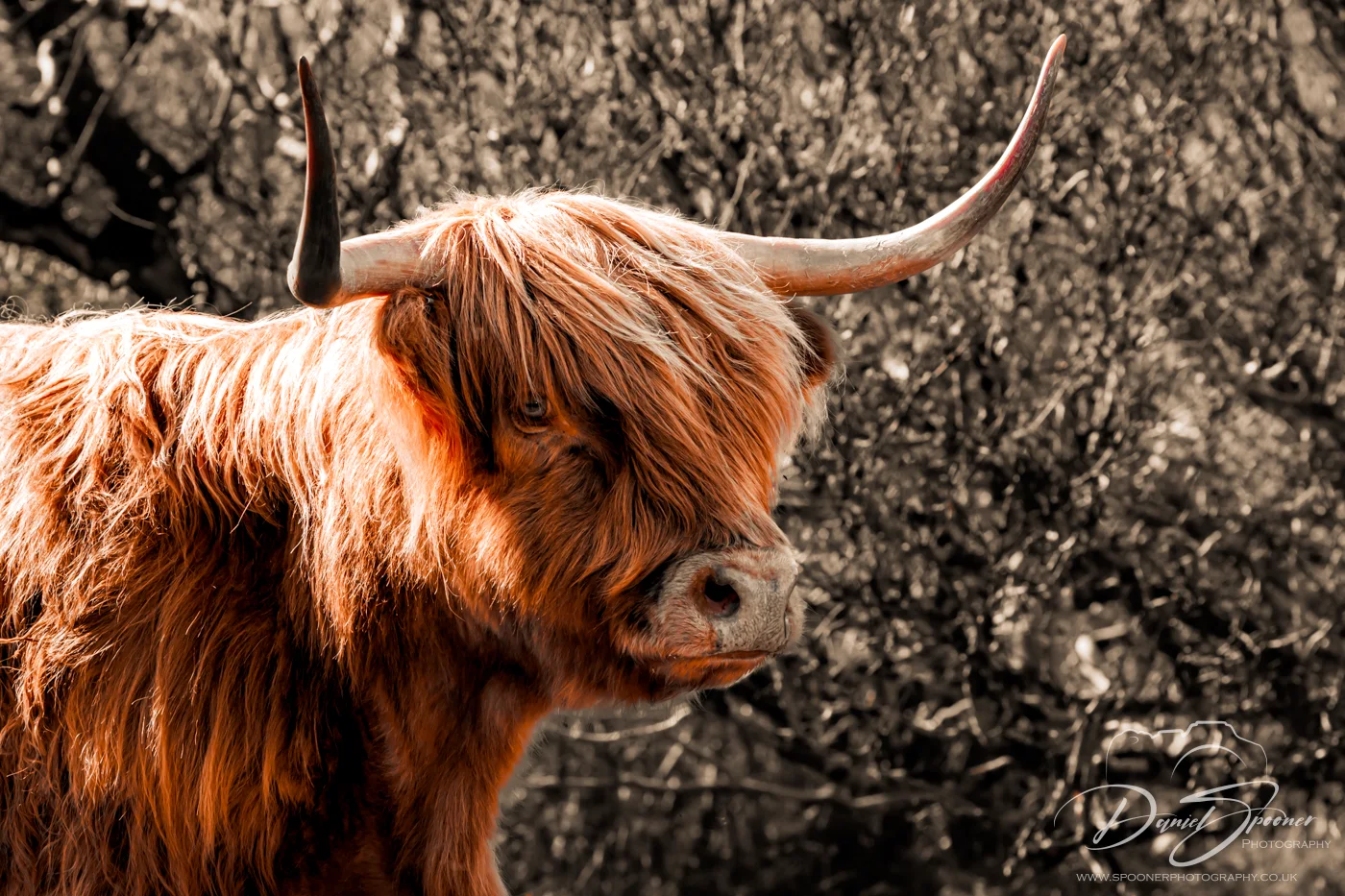 Rust coloured Highland Coo, front Portrait Horns in view side view