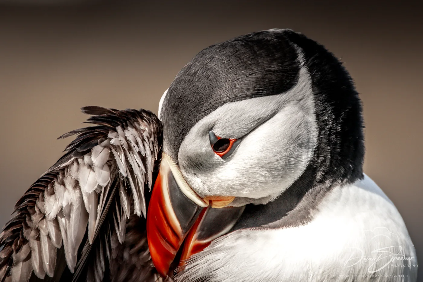 - Puffin with one wing raised and dramatic lighting — seabird moment captured in Scotland.