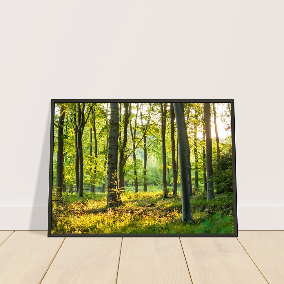 Thumbnail: L001 - Tranquil luminance