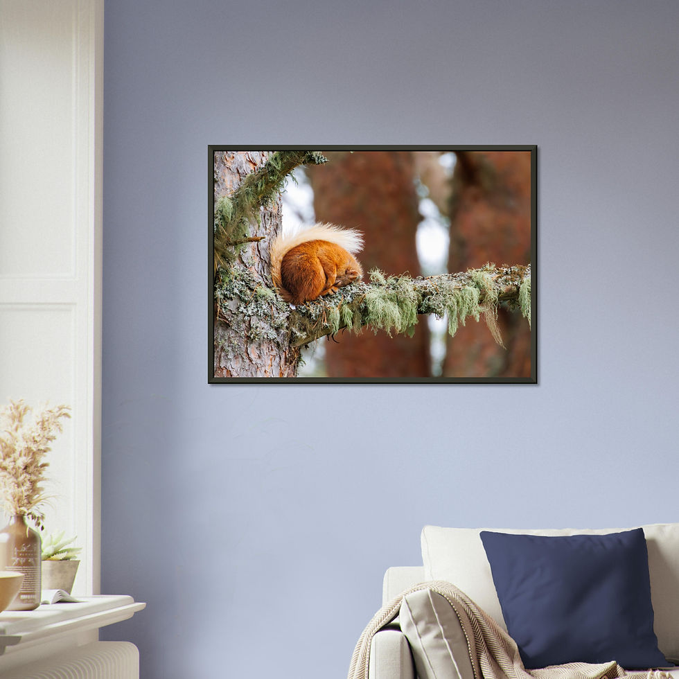 Thumbnail: W010 - Adorable Red Squirrel