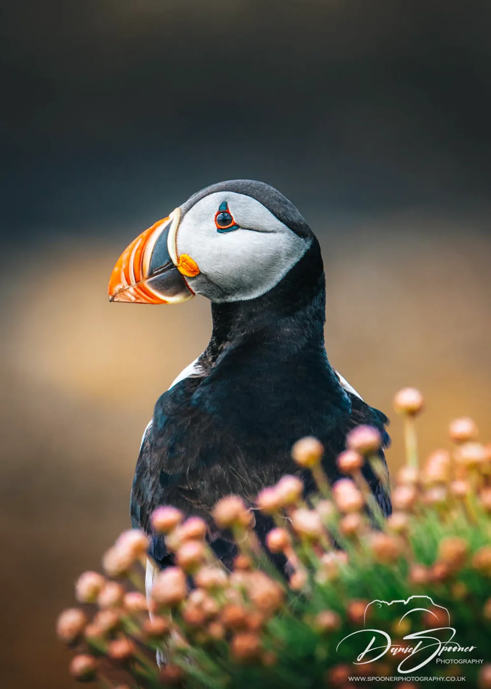 A puffin stands nestled among pink Thrift and greenery on Lunga Island, gazing out from the rocky ledge.