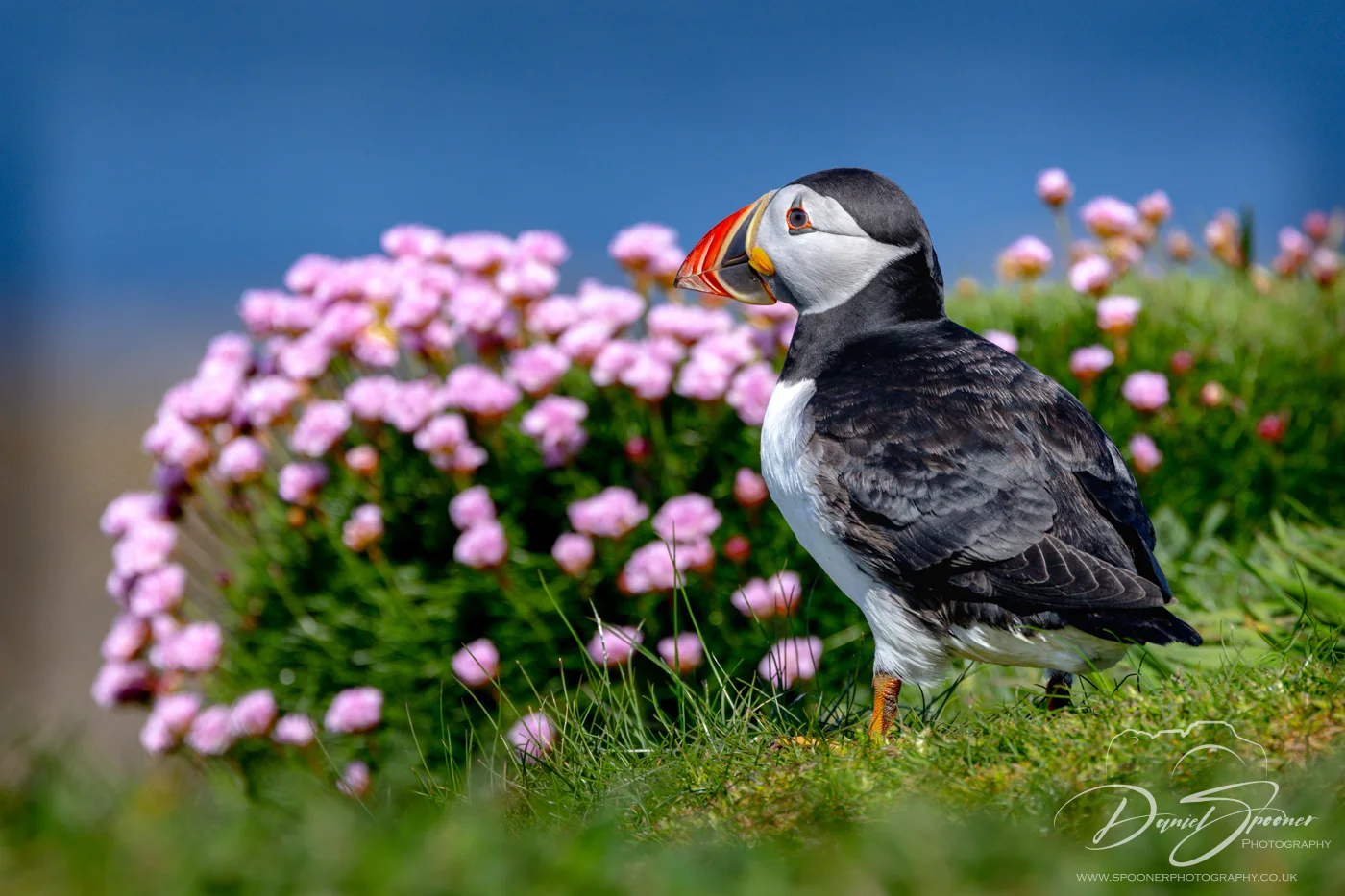 Puffin with head tilted, ruffled feathers in coastal breeze, photographed on the Isle of Mull — bird photography in Scotland.
