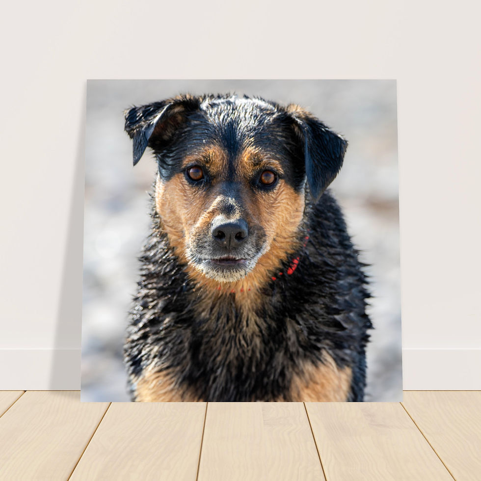 Thumbnail: Client Print - Premium Poster Semi-Gloss - Square
